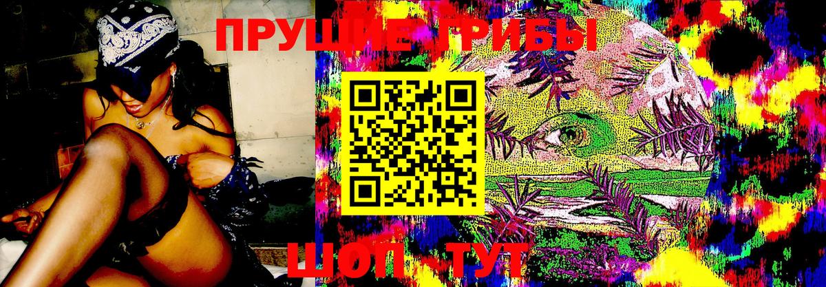 Псилоцибиновые грибы Psilocybine cubensis Горно-Алтайск